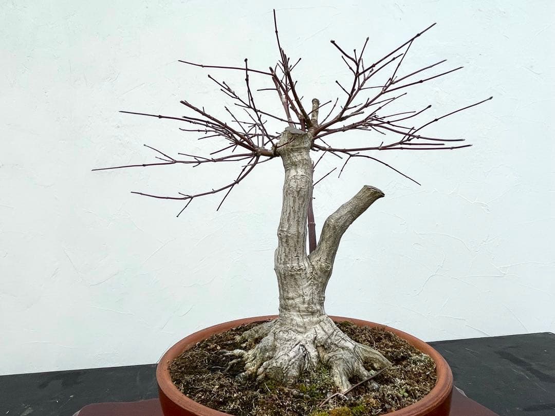 三河盆栽　デショウジョウ　出猩々　人気品種　赤系紅葉　モミジ　紅葉　根張り　素材