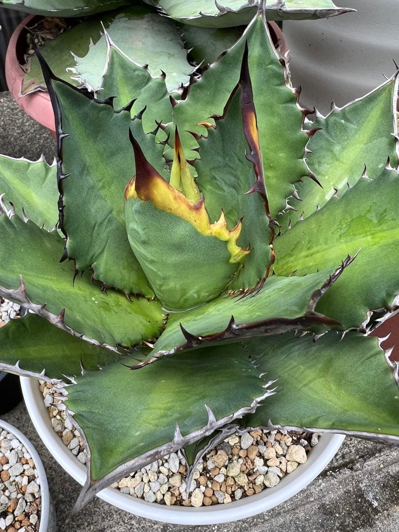 アガベ　ブラックファイヤー　極上株　外管理　発根済み