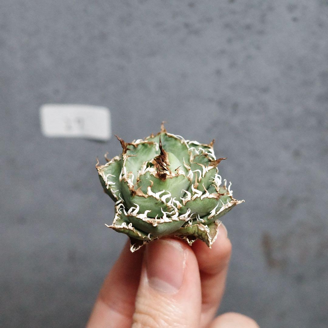 アガベ　チタノタ　オテロイ　フィリグリー　超絶ミニ　1.7号鉢サイズ　27