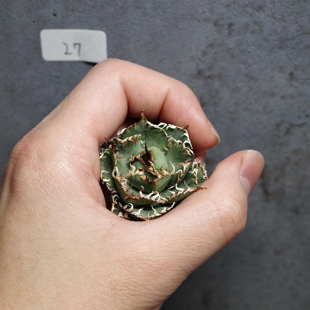 アガベ　チタノタ　オテロイ　フィリグリー　超絶ミニ　1.7号鉢サイズ　27