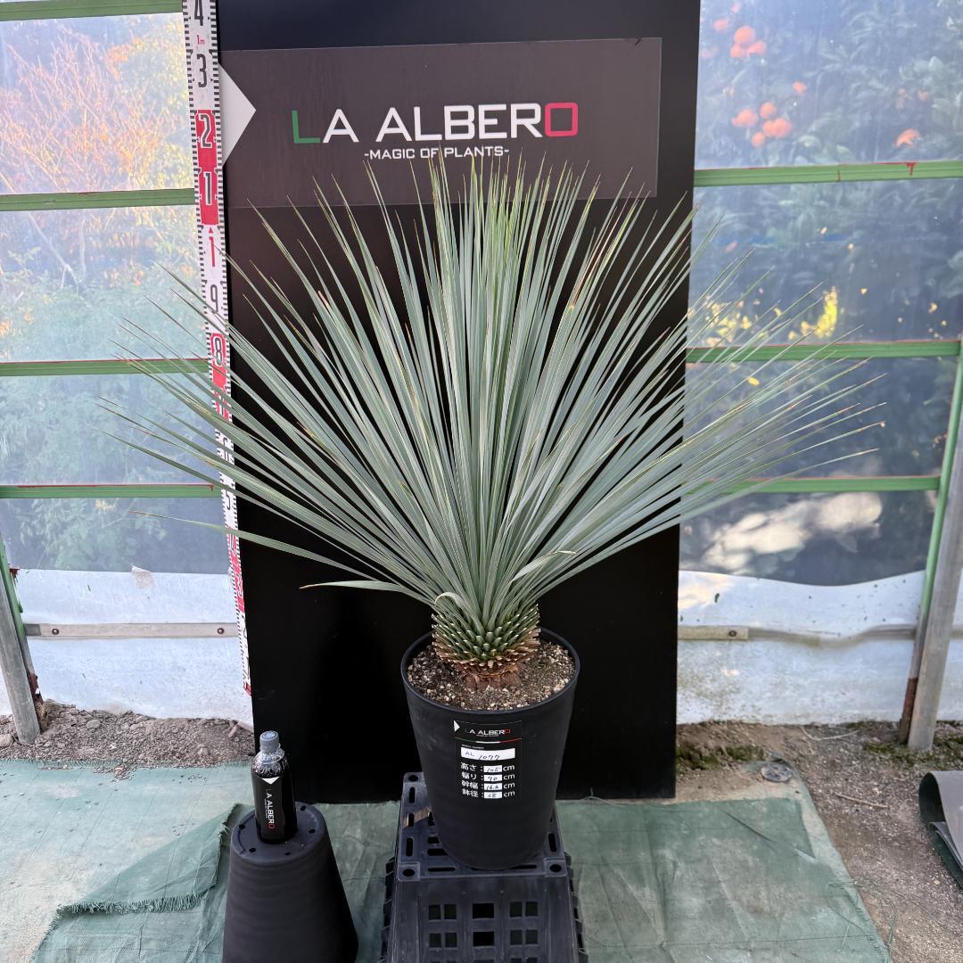 【AL1077】ユッカ　LA ALBERO　ランチョブルー　数量限定販売