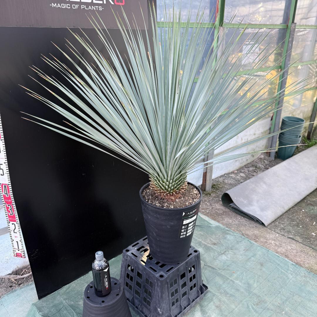 【AL1077】ユッカ　LA ALBERO　ランチョブルー　数量限定販売