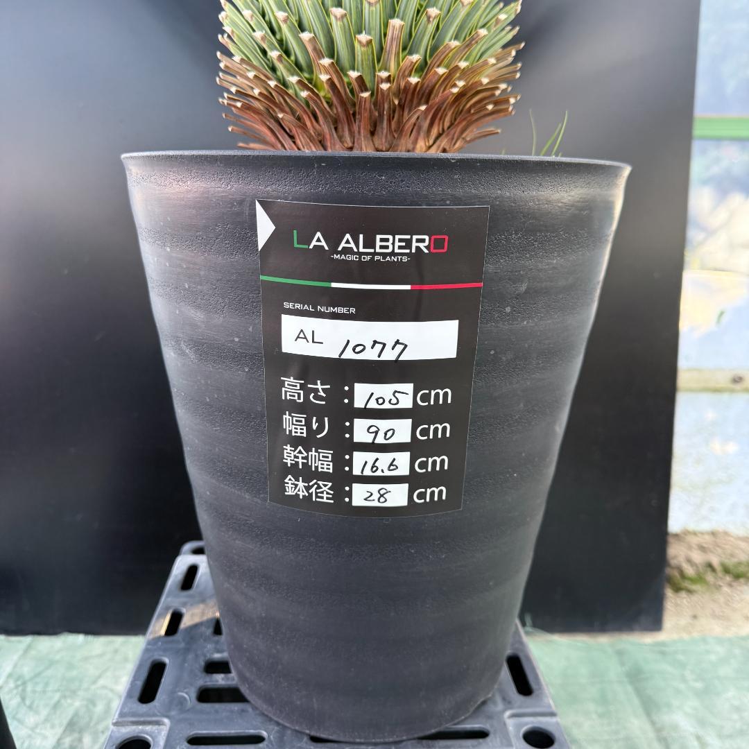 【AL1077】ユッカ　LA ALBERO　ランチョブルー　数量限定販売