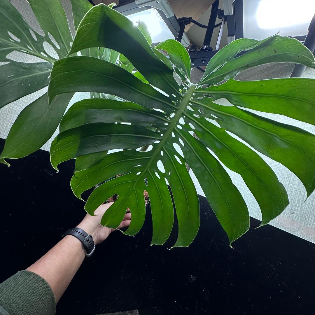 モンステラデリシオーサマクロコズム超希少系統鉢植え65㎝