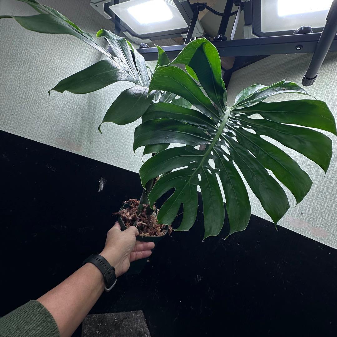 モンステラデリシオーサマクロコズム超希少系統鉢植え65㎝