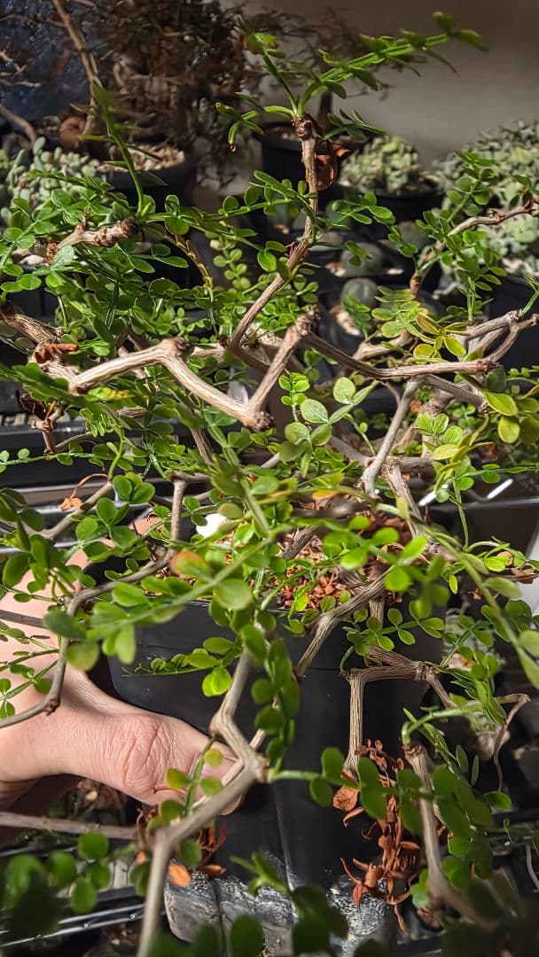 オペルクリカリアパキプス　選抜株