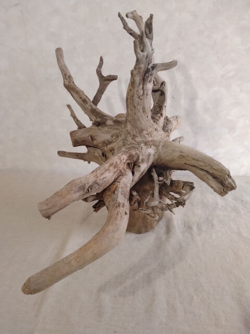 【希少】アクアリウム・パルダリウム向け 特大塊根ホーンウッド流木（約50cm）