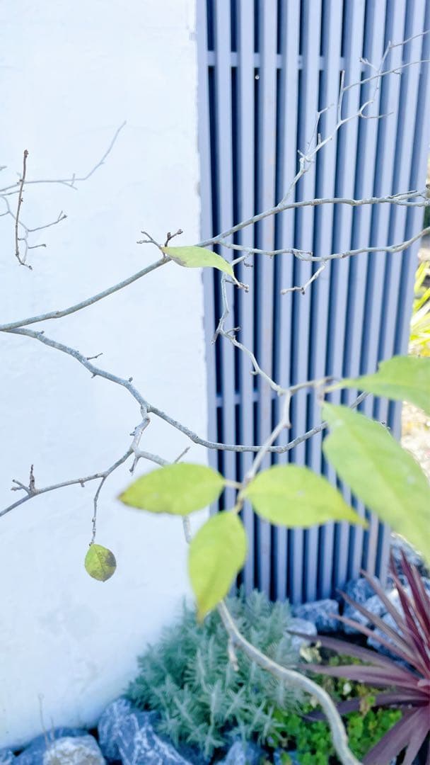 逸品。山採りウメモドキ(雌株)2.5M(鉢底から)