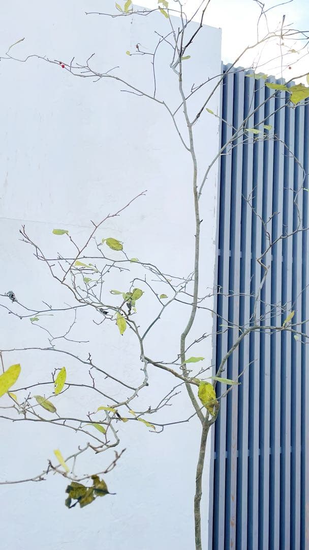 逸品。山採りウメモドキ(雌株)2.5M(鉢底から)