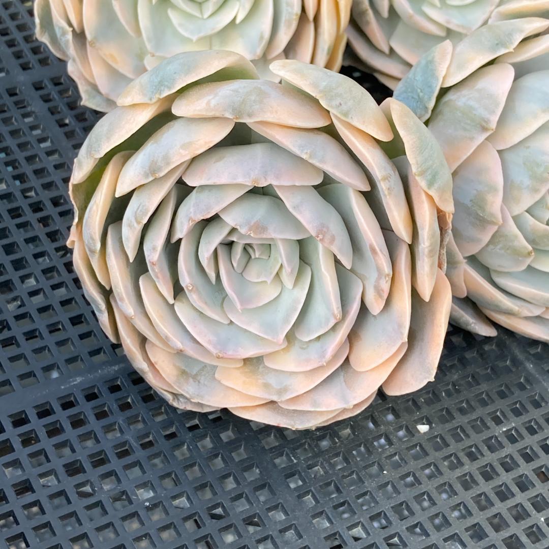 エケベリア　韓国苗　大苗　マケベニア錦　多肉植物　ポコ多肉