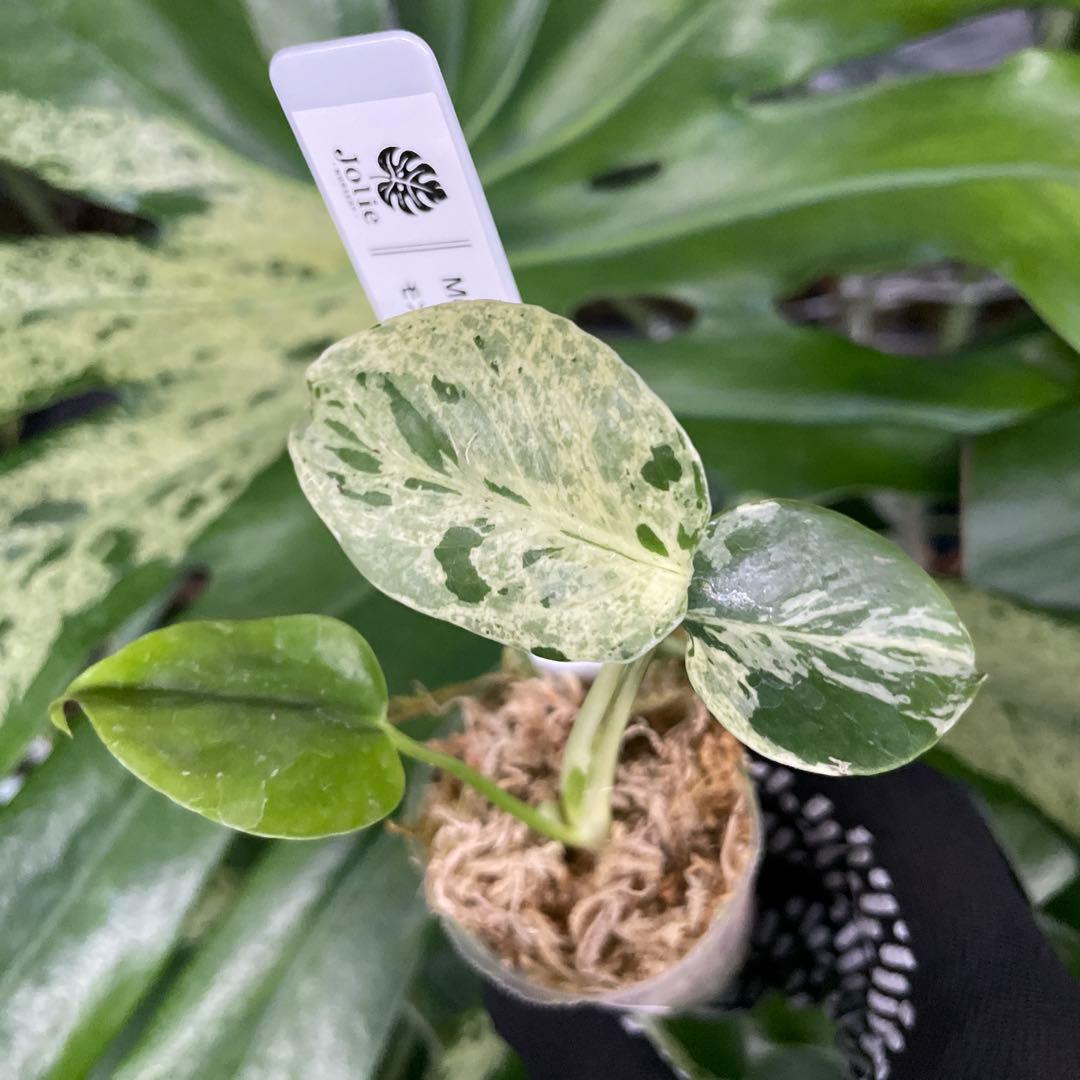 MB4 モンステラ　デリシオーサ　ベトシオーサ　2寸ポリポット　ネコポス発送