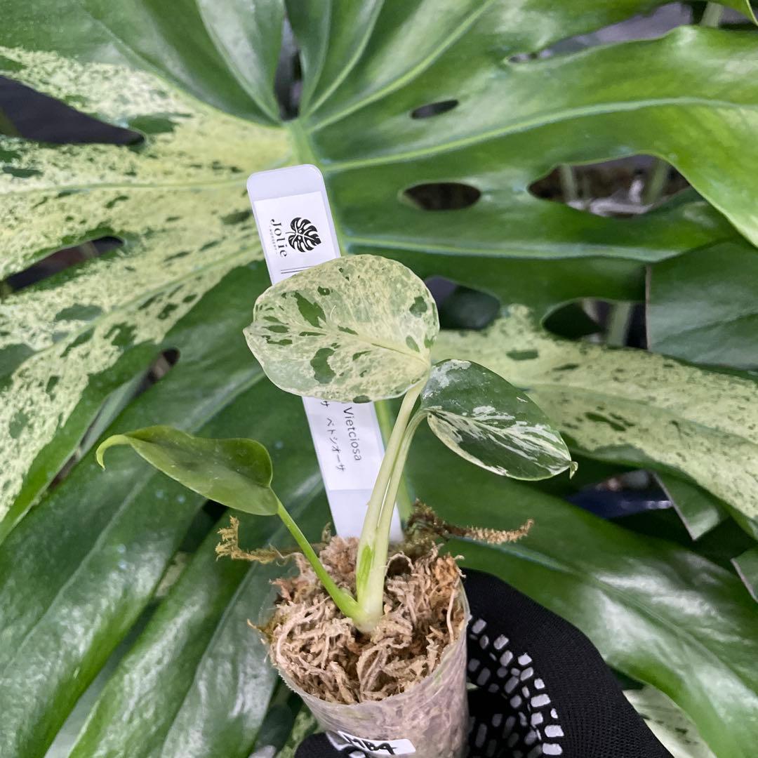 MB4 モンステラ　デリシオーサ　ベトシオーサ　2寸ポリポット　ネコポス発送