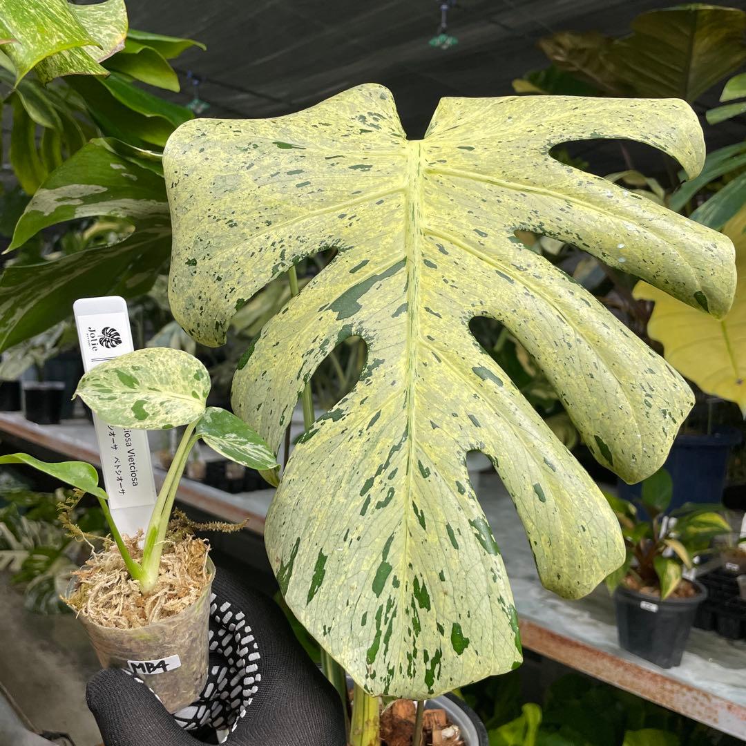 MB4 モンステラ　デリシオーサ　ベトシオーサ　2寸ポリポット　ネコポス発送