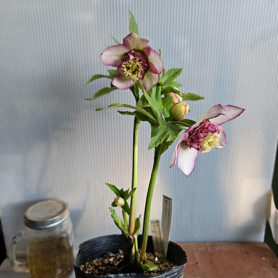 ✿㉖-132クリスマスローズ