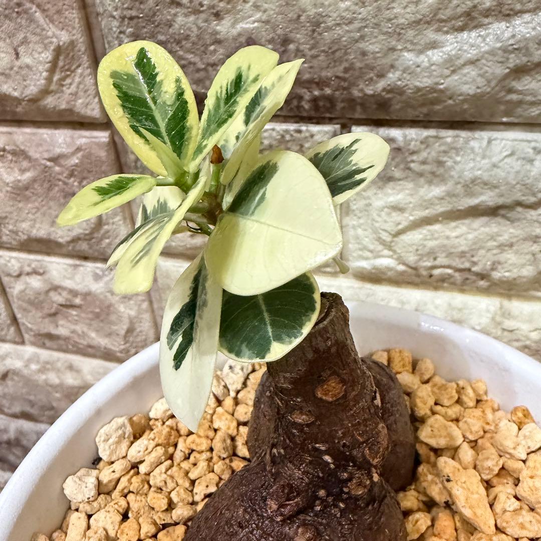 美株 将来有望 パンダガジュマル斑入り 接木株/親株クラス/葉数多/新芽複数