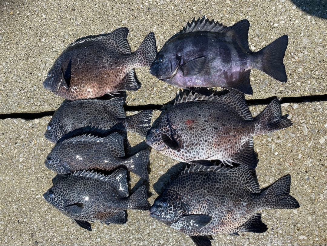 石鯛竿持ち手改造MH(NFTケプラー17翔)