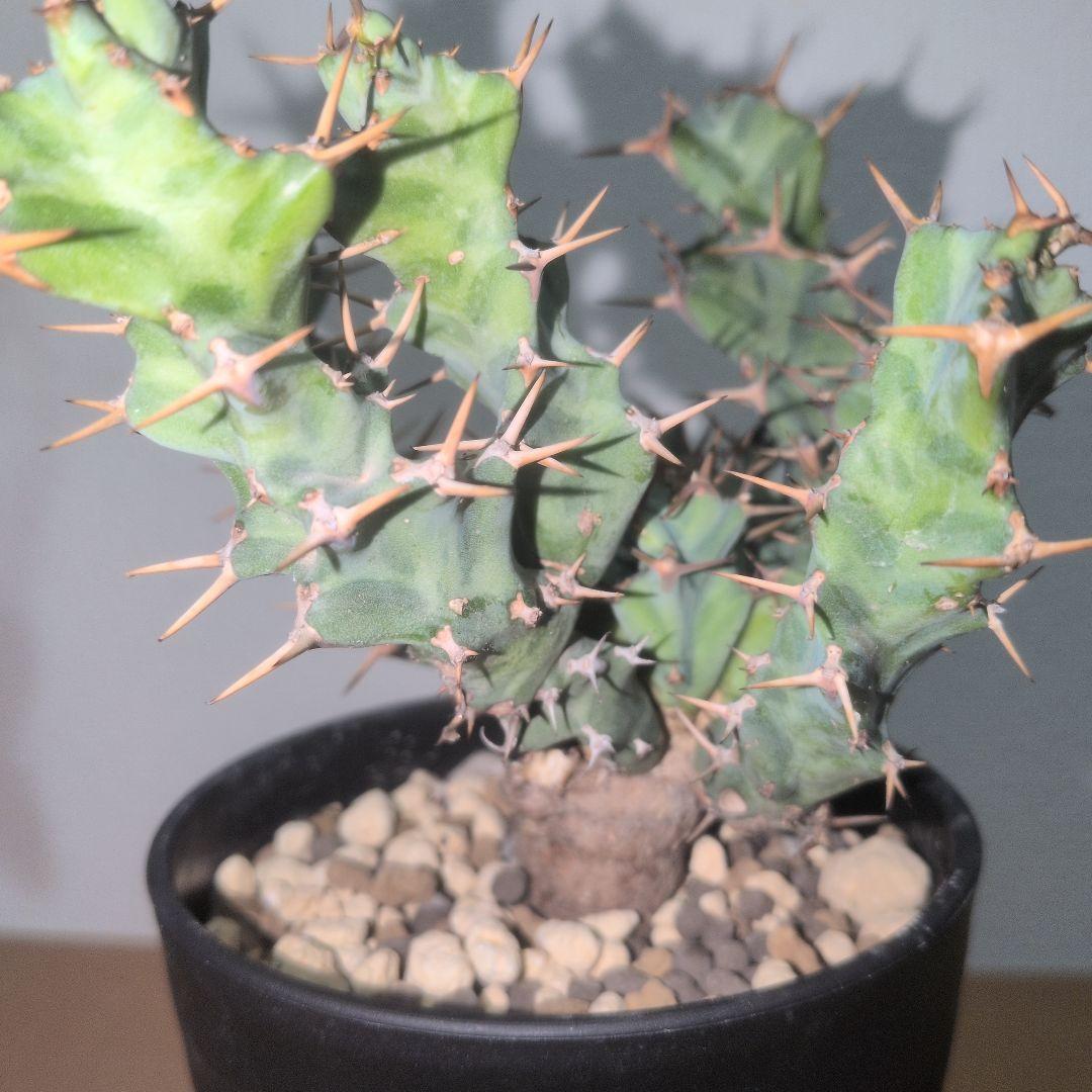 ユーフォルビア　クラビゲラ　実生株 （鉢付き)