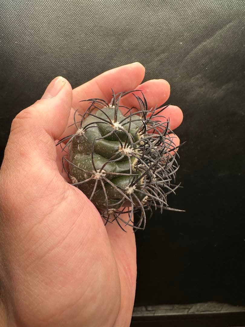 【サボテン_グリセオビオラセア】グリセオビオラセア 栗星玉 ２ 発根済