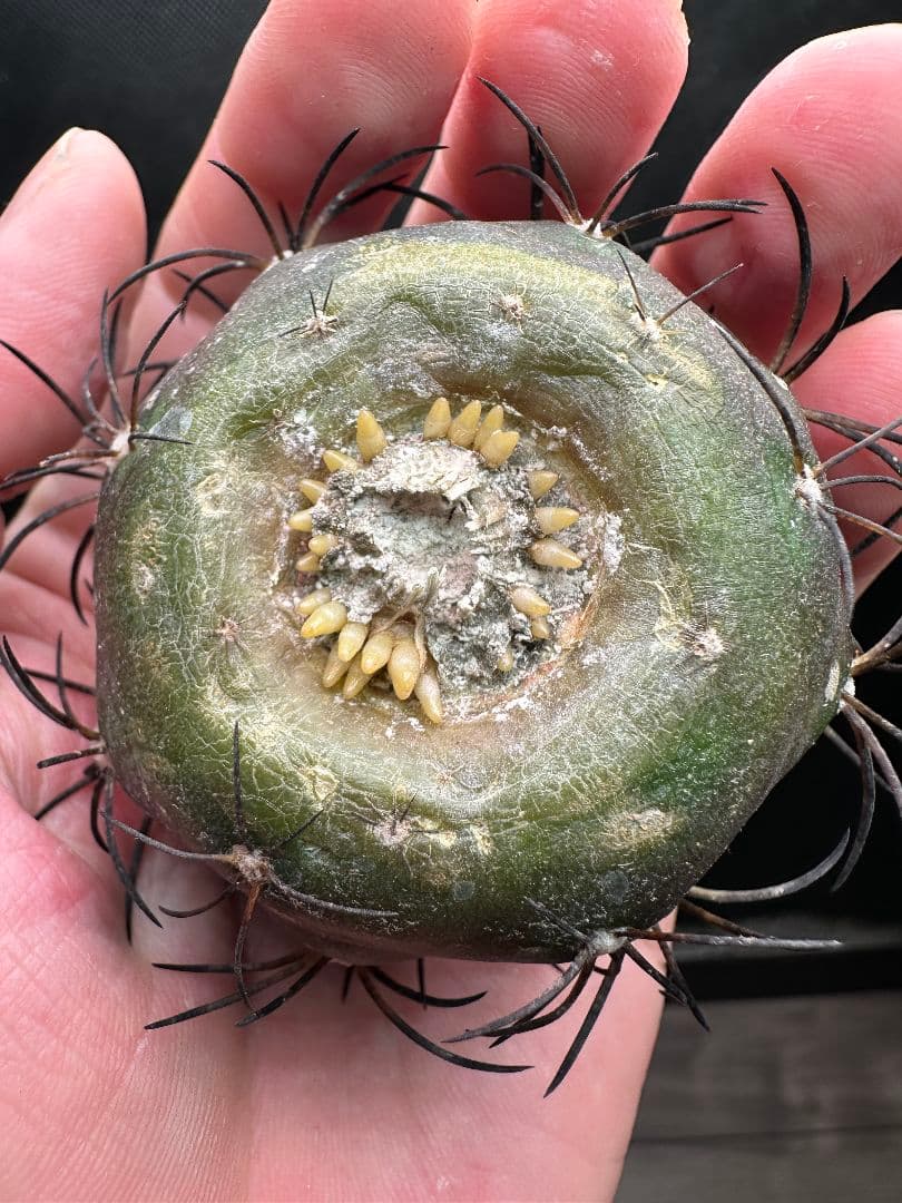 【サボテン_グリセオビオラセア】グリセオビオラセア 栗星玉 ２ 発根済