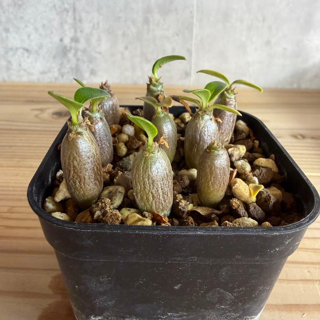 9株セット　パキポディウムウィンゾリー 国内実生株