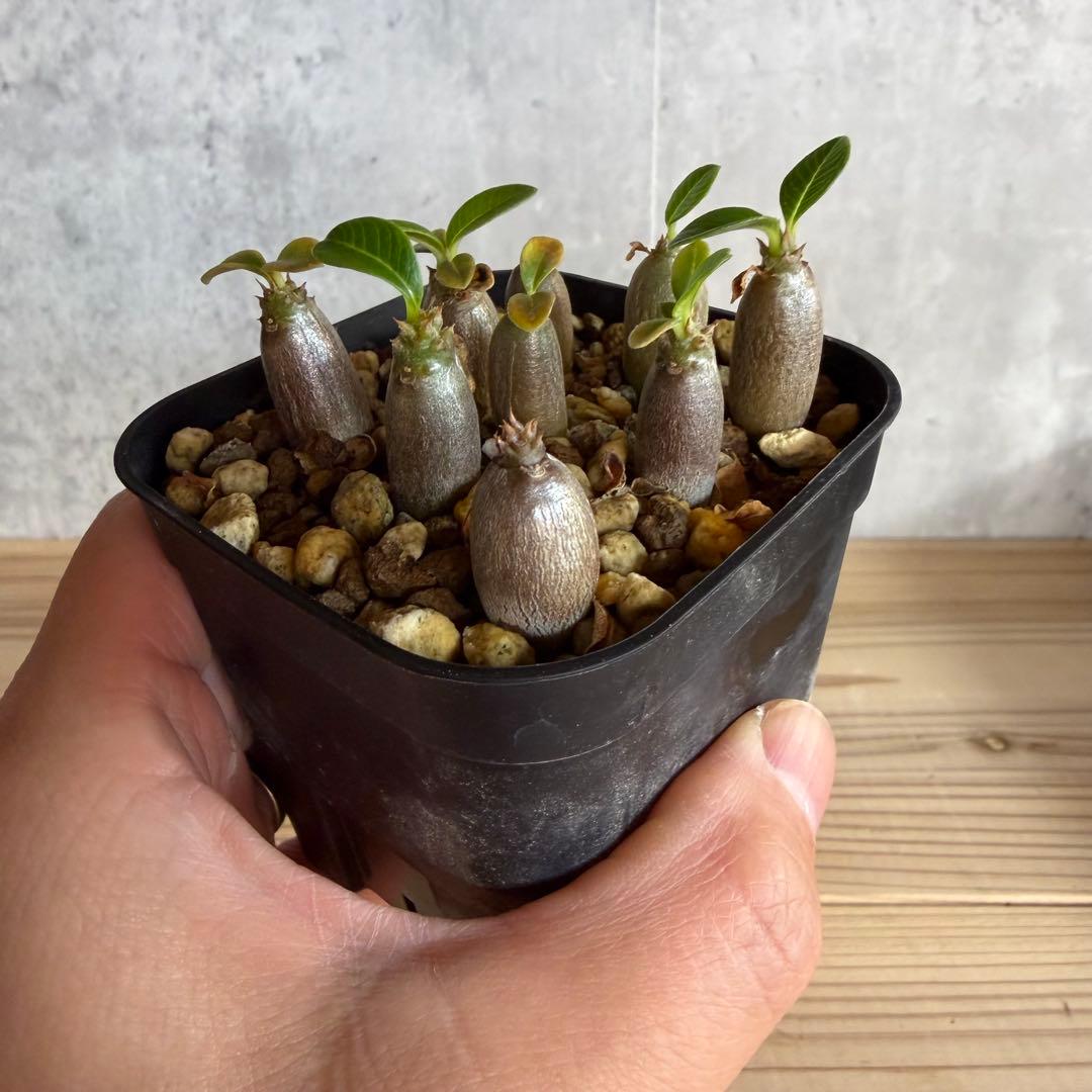 9株セット　パキポディウムウィンゾリー 国内実生株