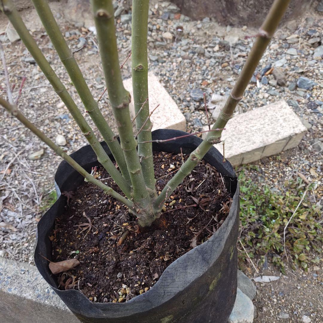 現品 イロハモミジ 本株 5本立ち