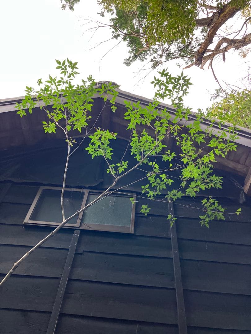 73 山採り　アオダモ