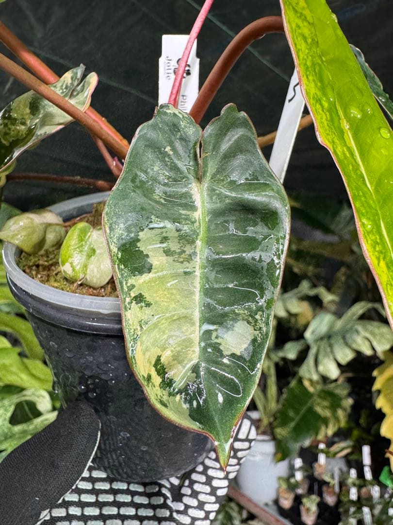 3フィロデンドロン　ビレッティア　斑入り