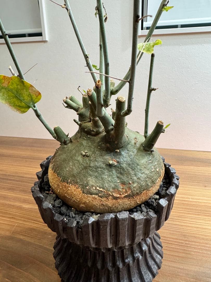 \" Adenia spinosa \" アデニア スピノーサ 陶器鉢 現地球