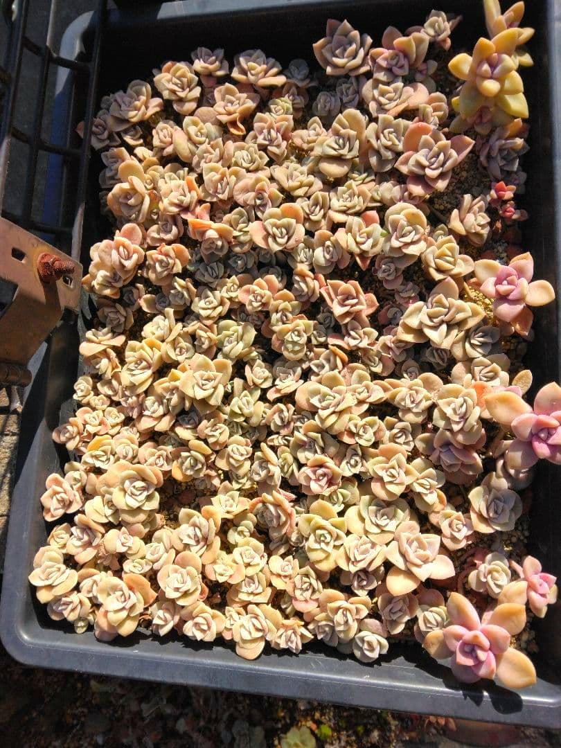 ラブリーローズピンク約150カット苗（とても小さな苗あり、ラブリーローズ苗のみ）