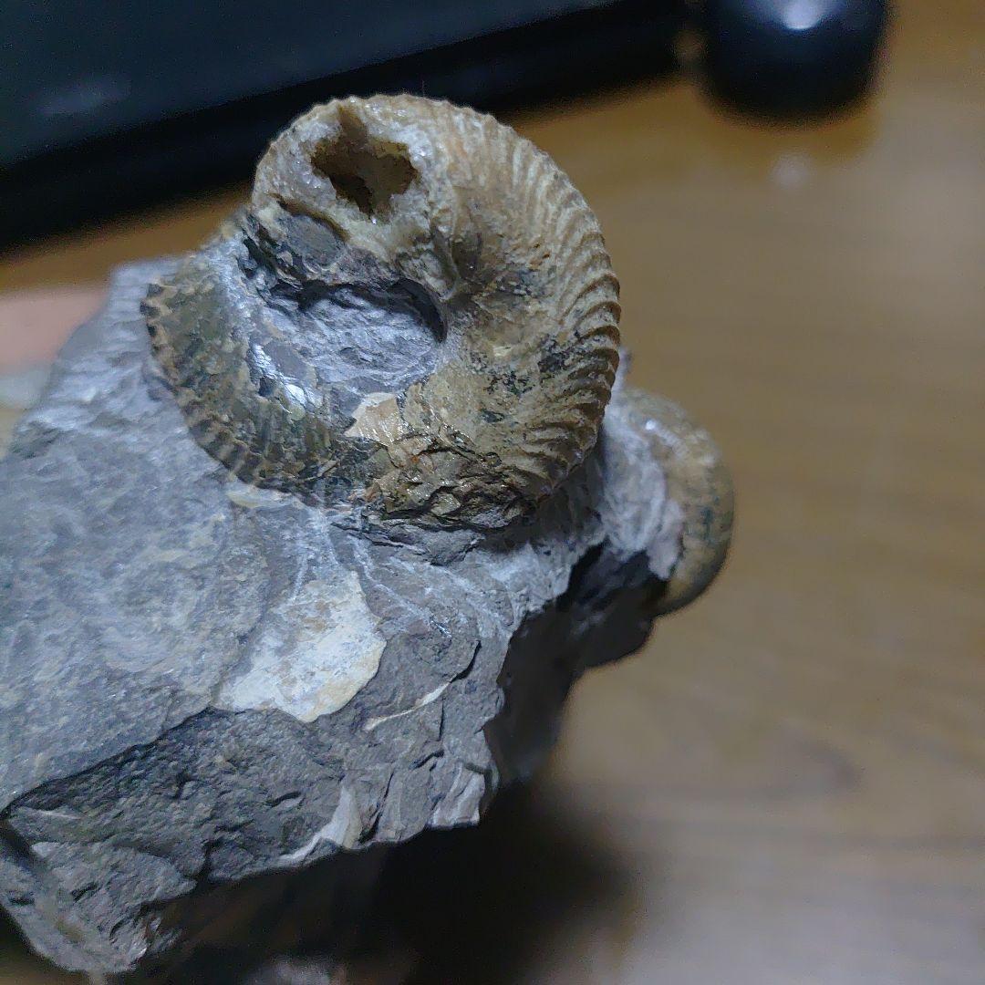 北海道アンモナイト正、異常巻き