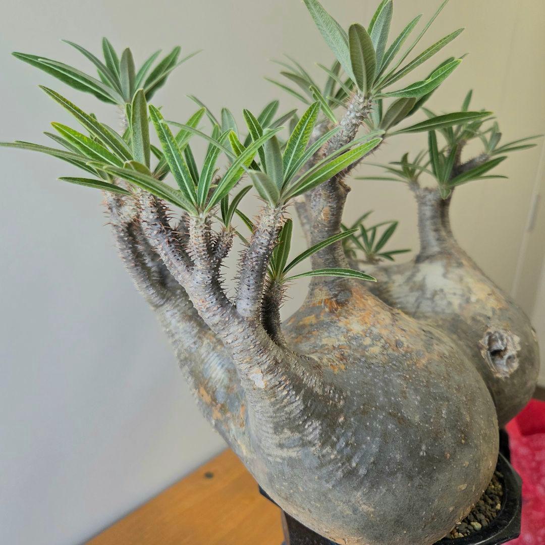 や*や様 【最終値下げ】パキポディウム　グラキリス　現地球　二頭　　大株