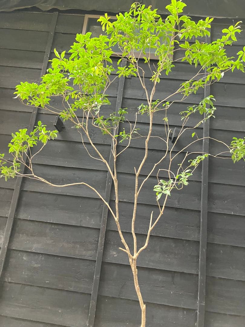 51 山採り　アセビ