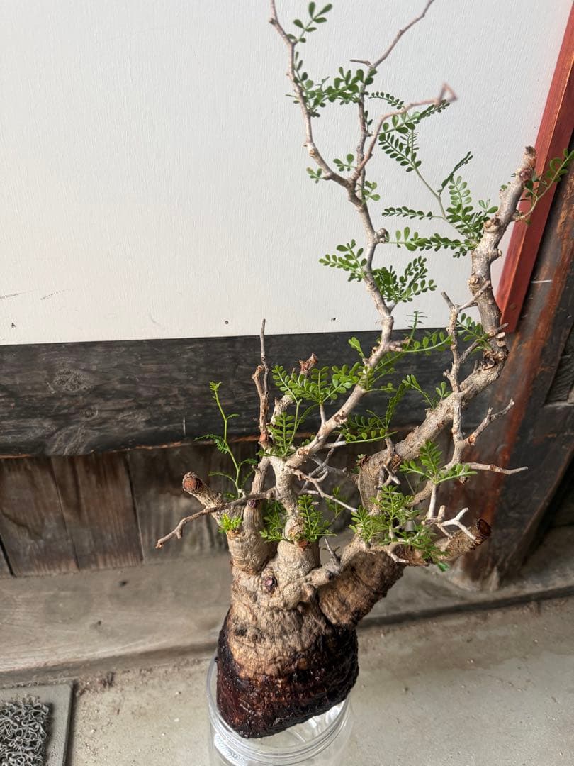 トシ オペルクリカリアパキプス 現地球 発根管理中