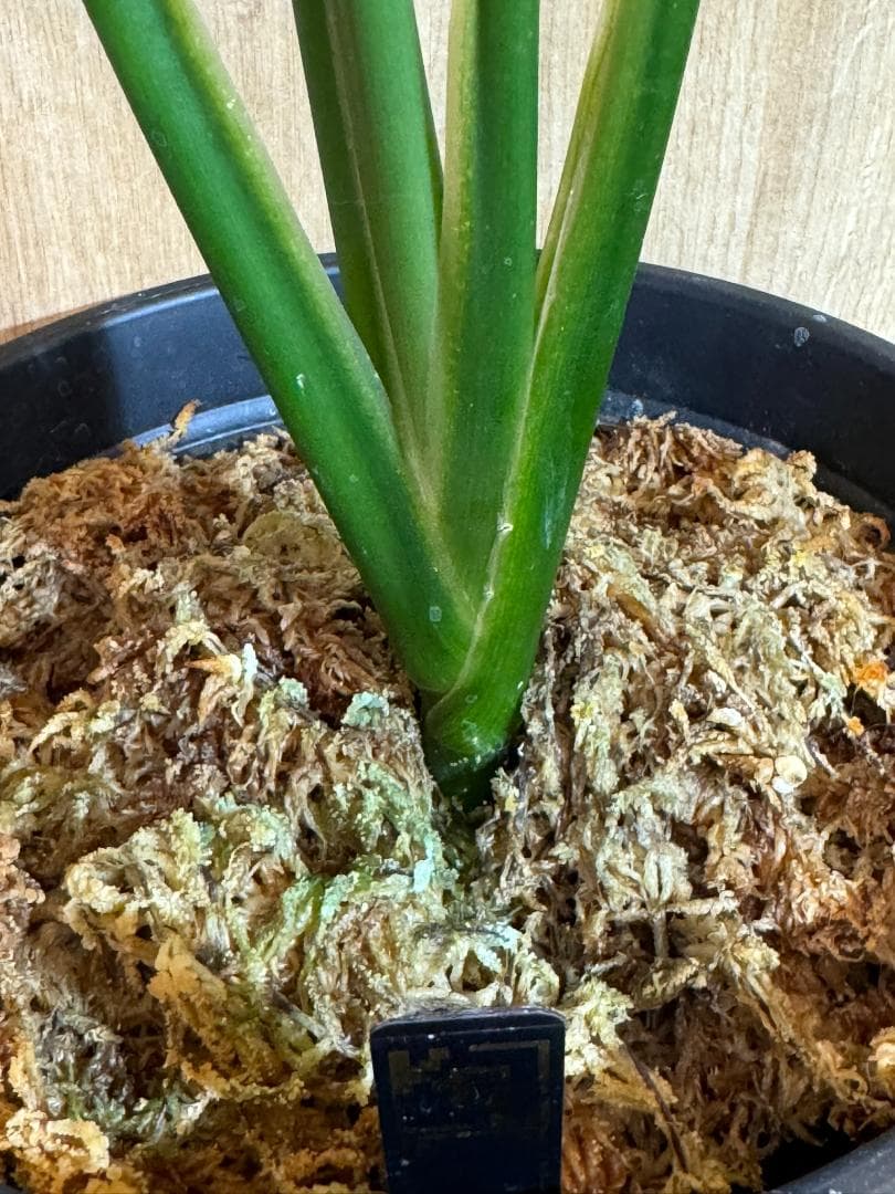 アグラオネマ 二ティドゥーム カーティシー 管理番号0054