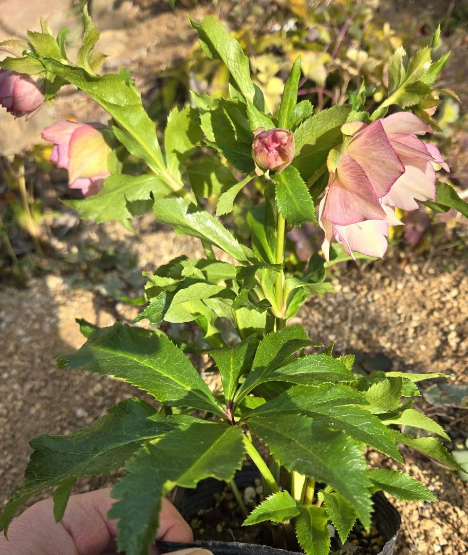 未株分　クリスマスローズ　ラージネクタリー　シャルウィダンス　若泉ファーム
