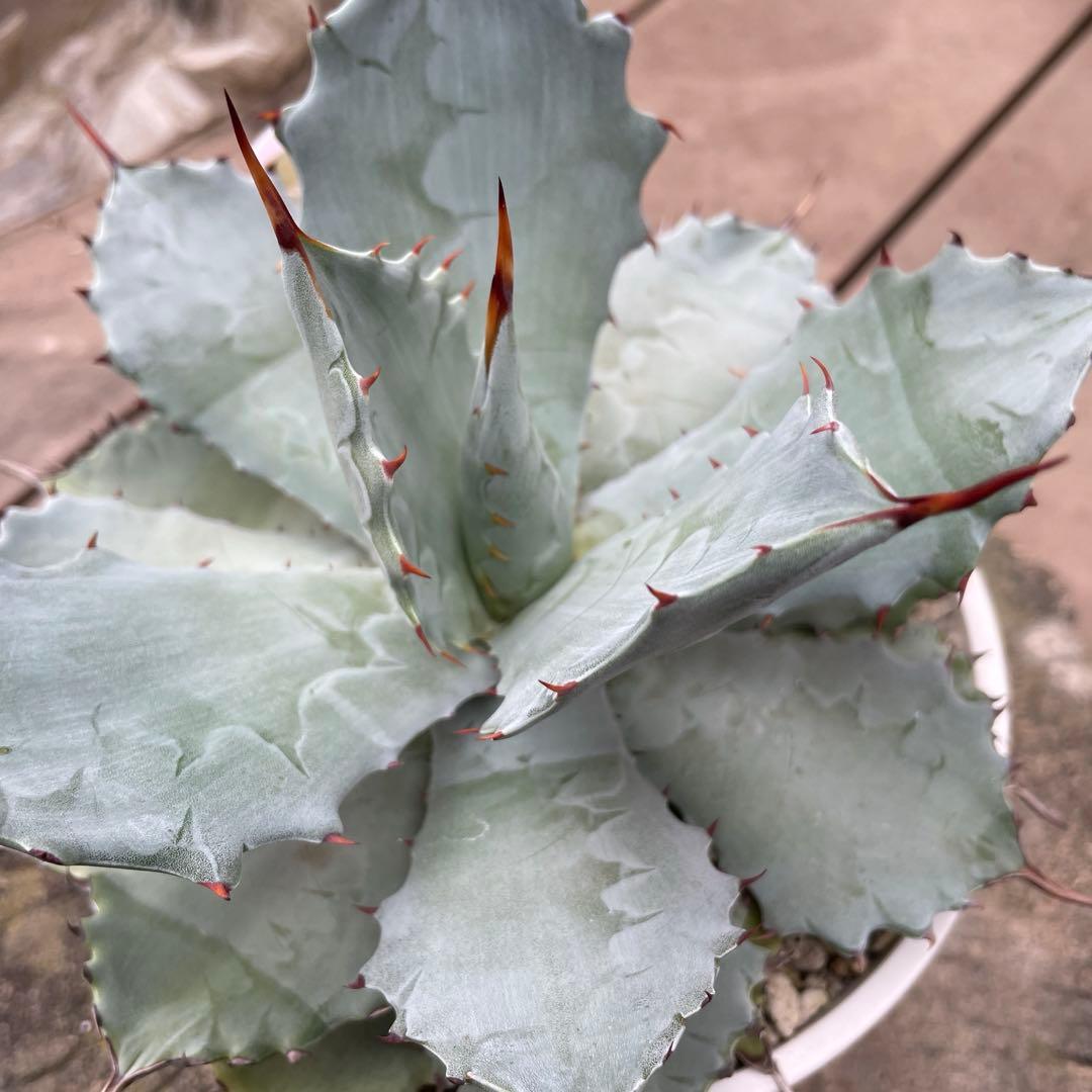 アガベ　レア　大株　ドラゴンスケール