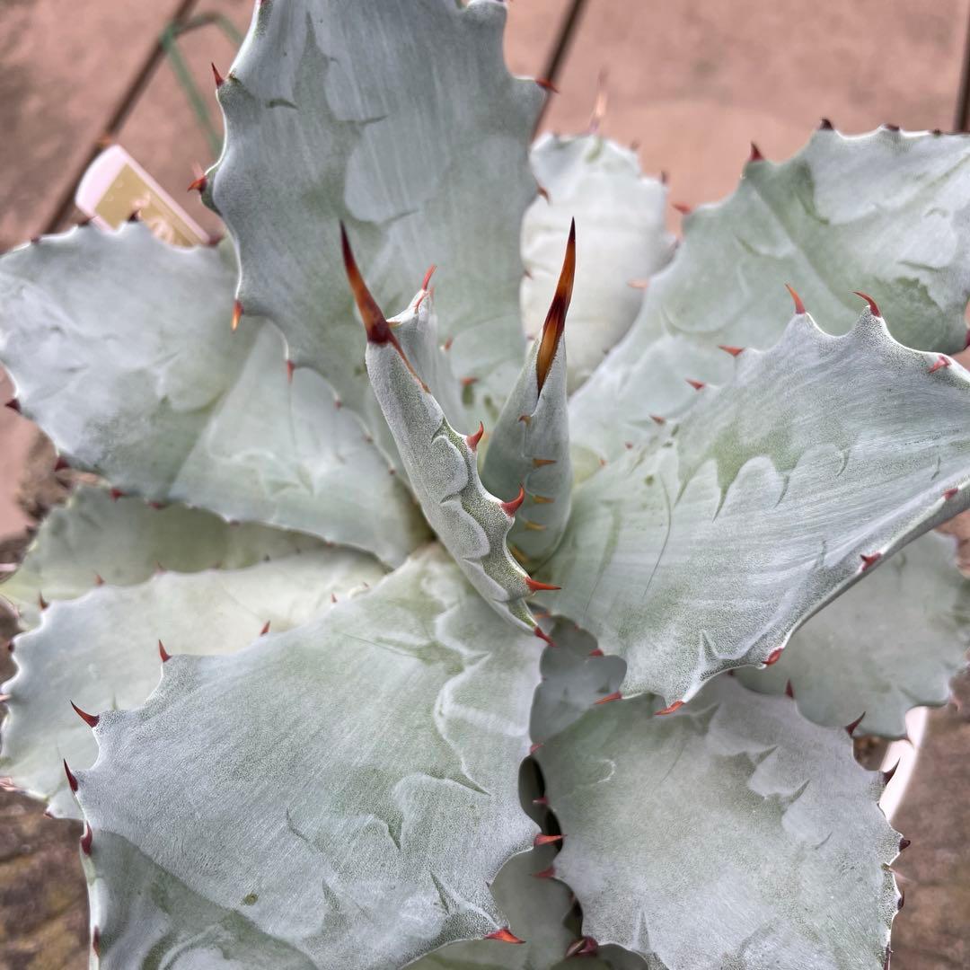 アガベ　レア　大株　ドラゴンスケール