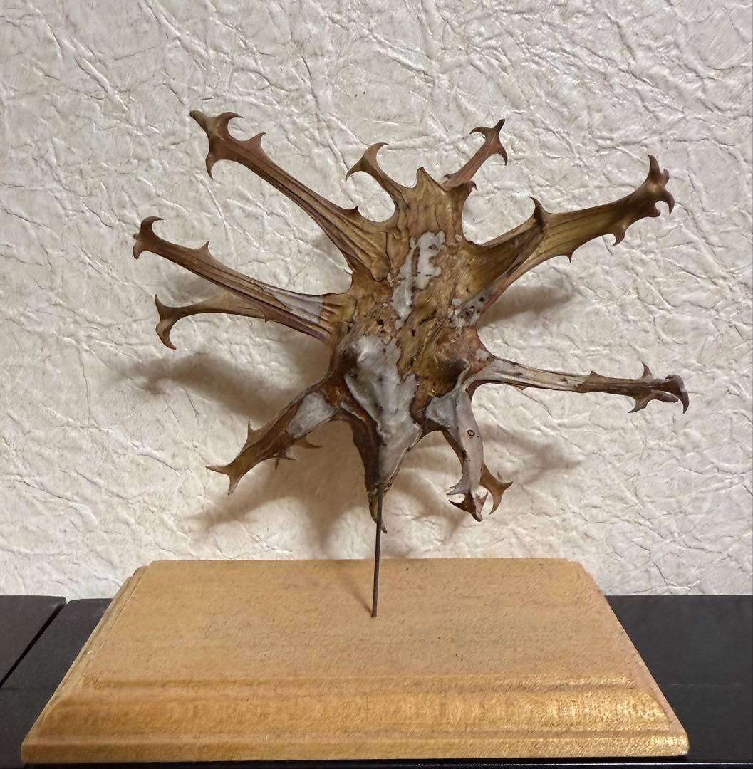 ライオンゴロシ　Harpagophytum procumbens