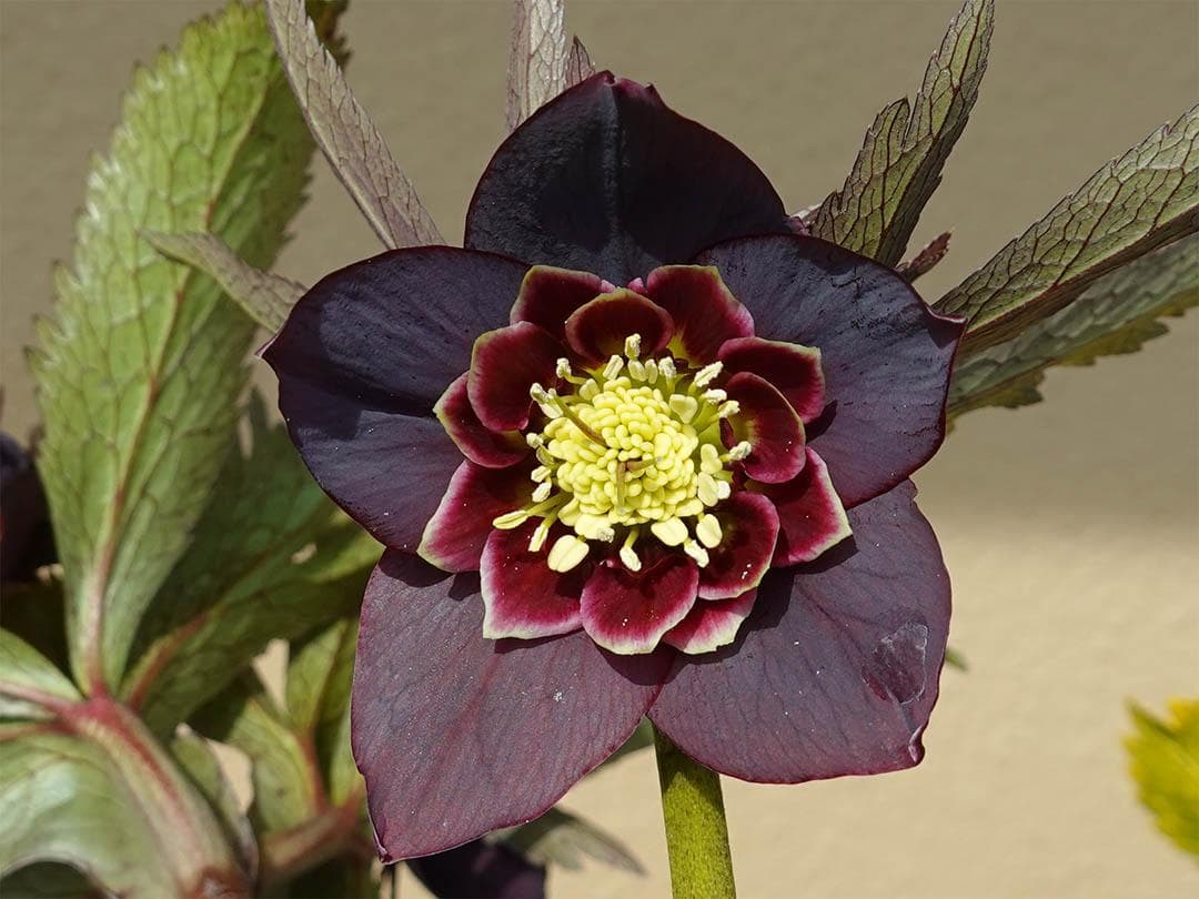 クマちゃん(*'ω'*) クリスマスローズ wa26-2