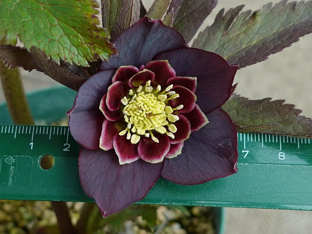 クマちゃん(*'ω'*) クリスマスローズ wa26-2