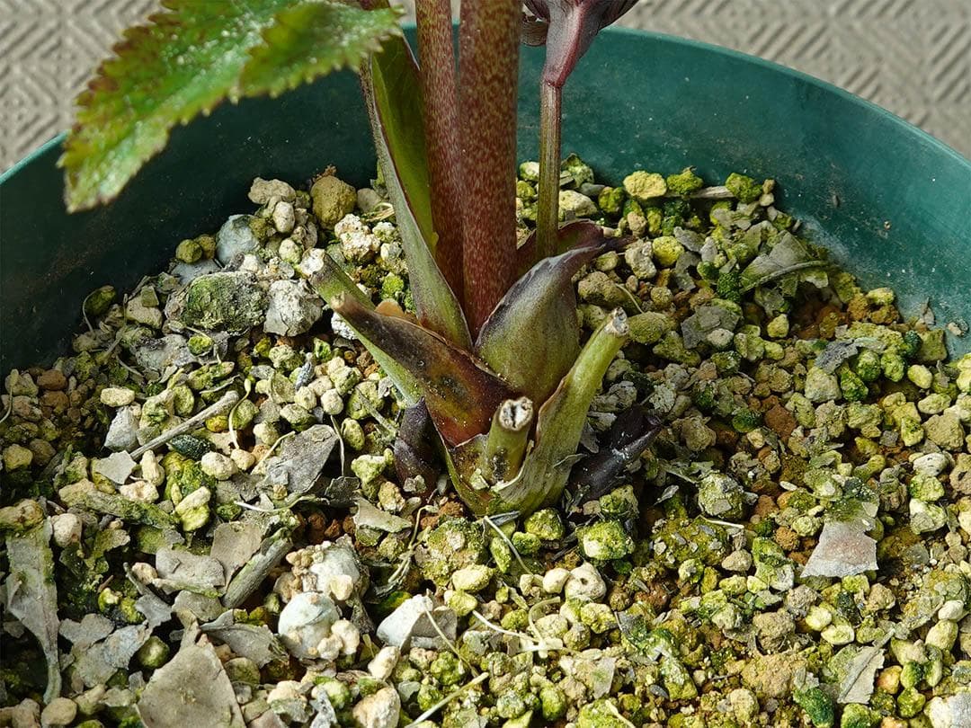 クマちゃん(*'ω'*) クリスマスローズ wa26-2