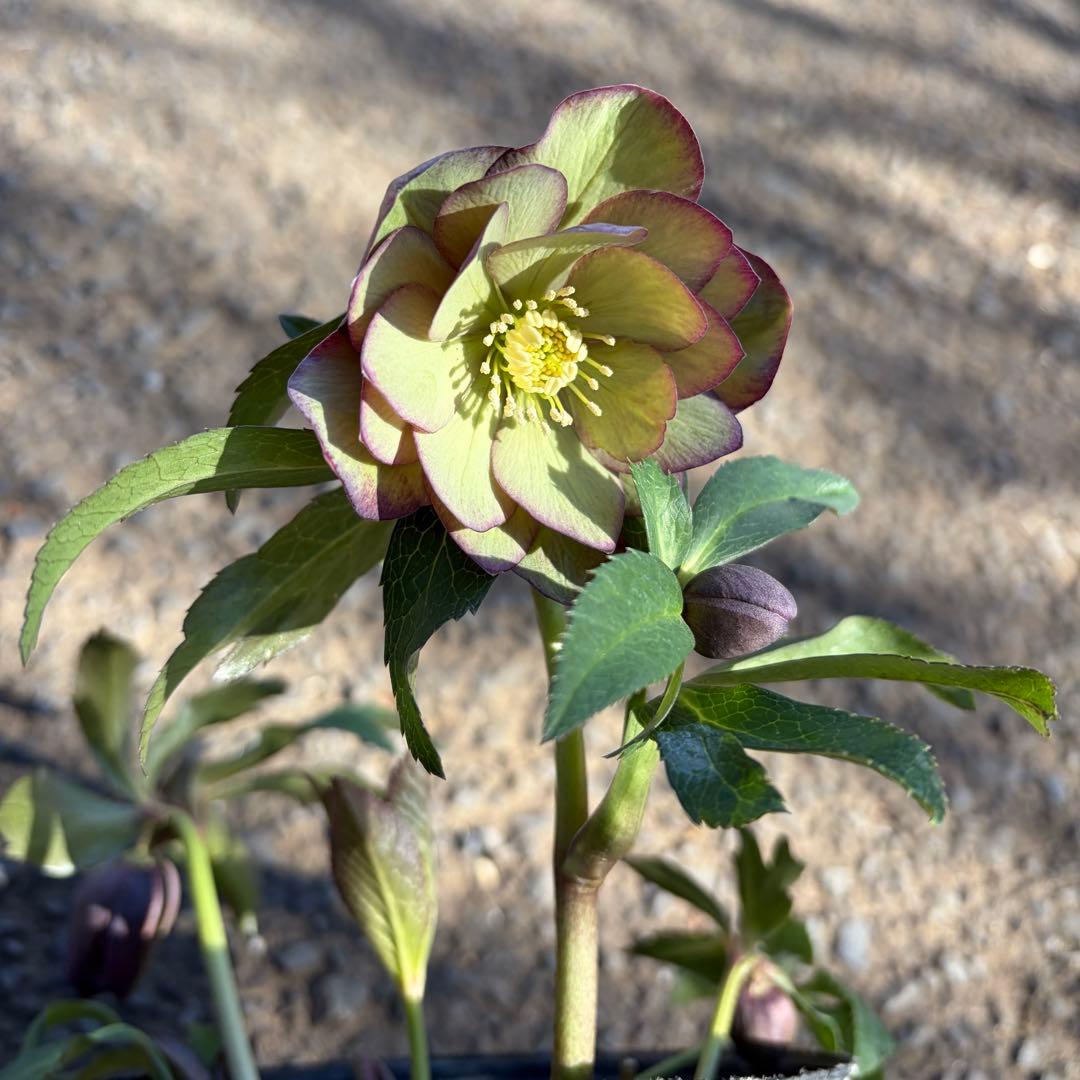 014 クリスマスローズ　開花株 ddグリーンバイカラー