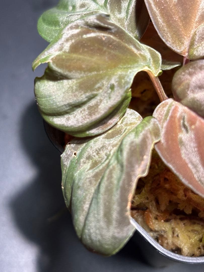 ホマロメナ sp. \"Red leaf\" AZタグ付きです