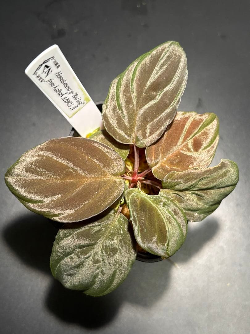 ホマロメナ sp. \"Red leaf\" AZタグ付きです