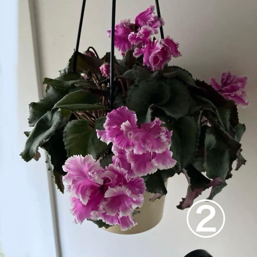 【専用】見上げたくなるシクラメン　フローエル しだれシクラメン　5号鉢①、②