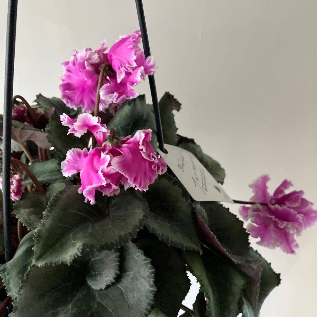 【専用】見上げたくなるシクラメン　フローエル しだれシクラメン　5号鉢①、②