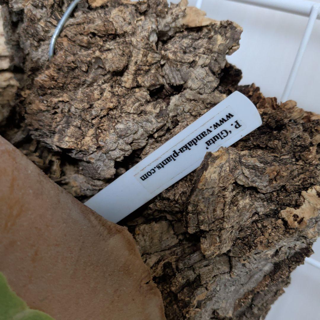 【雪月花】パタ#3 Ripples Gluta　SET