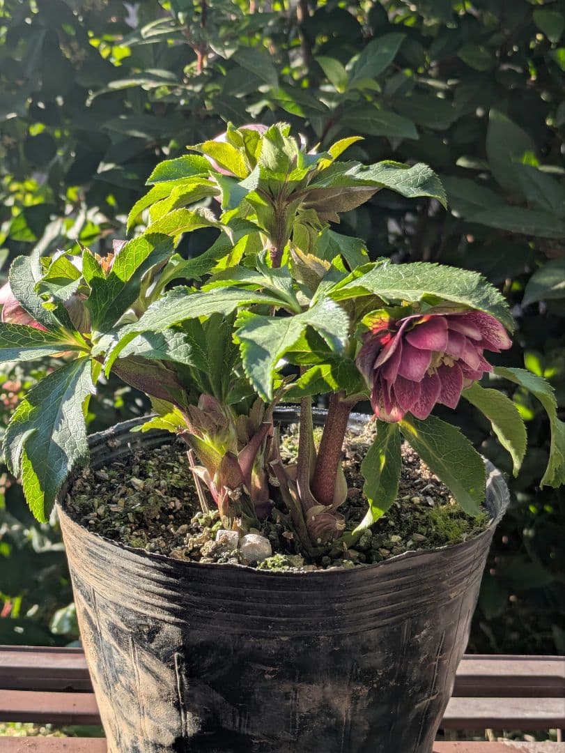 コレクター向け​【広瀬園芸】オーレア系アンティークレッドベインdd