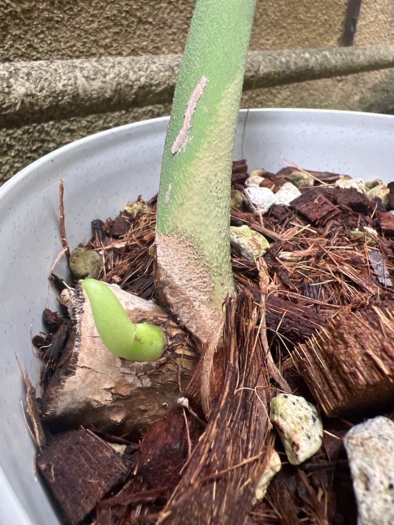 【スケルトン】ミドルカット モンステラ